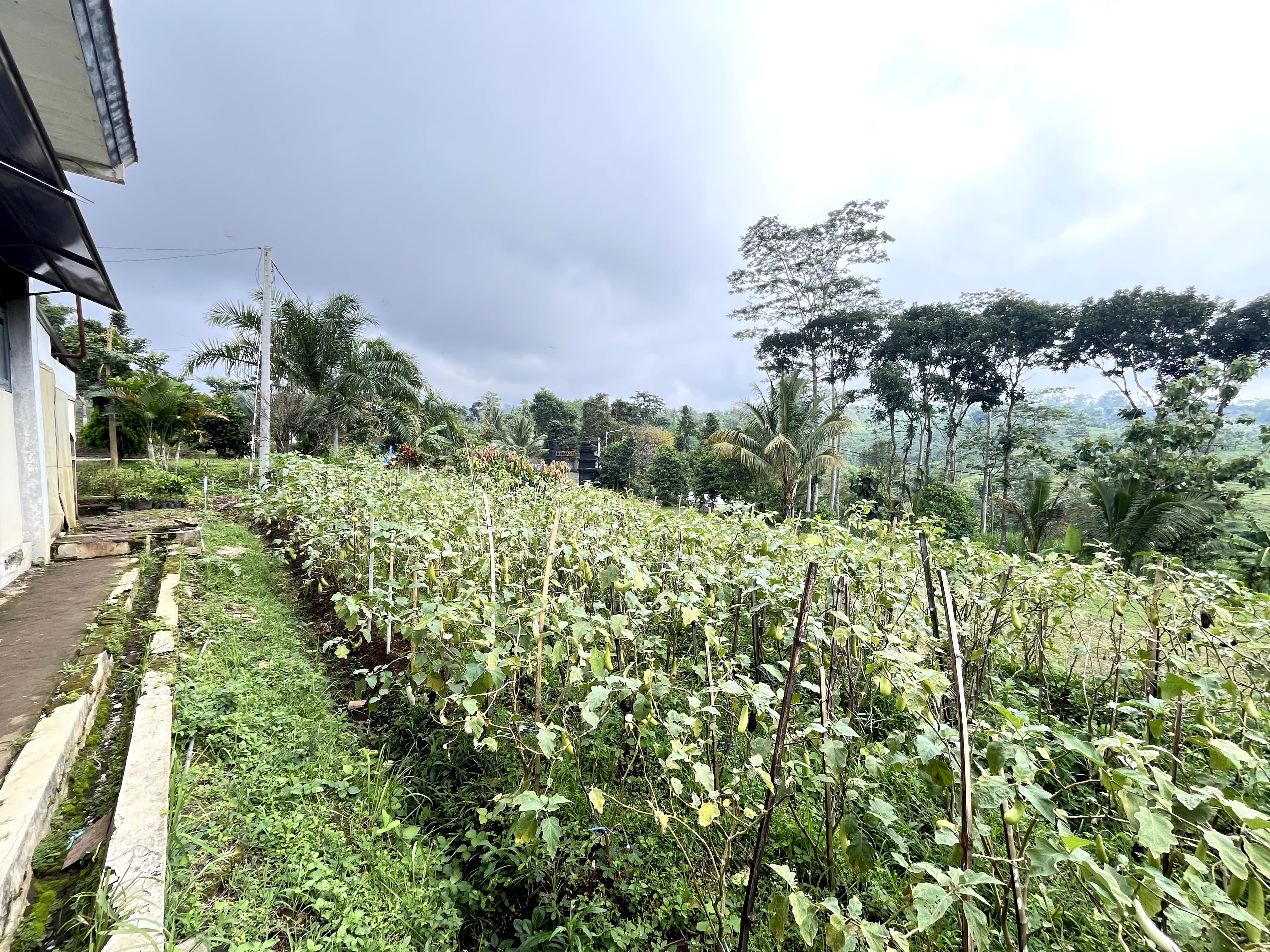 Pelatihan Perkebunan